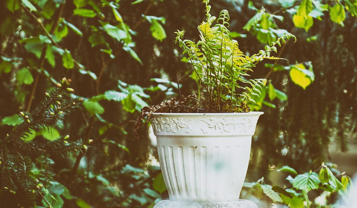 Nest Fern