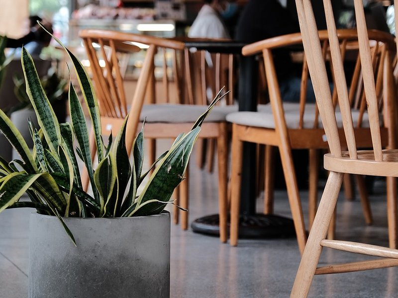 Nest Fern